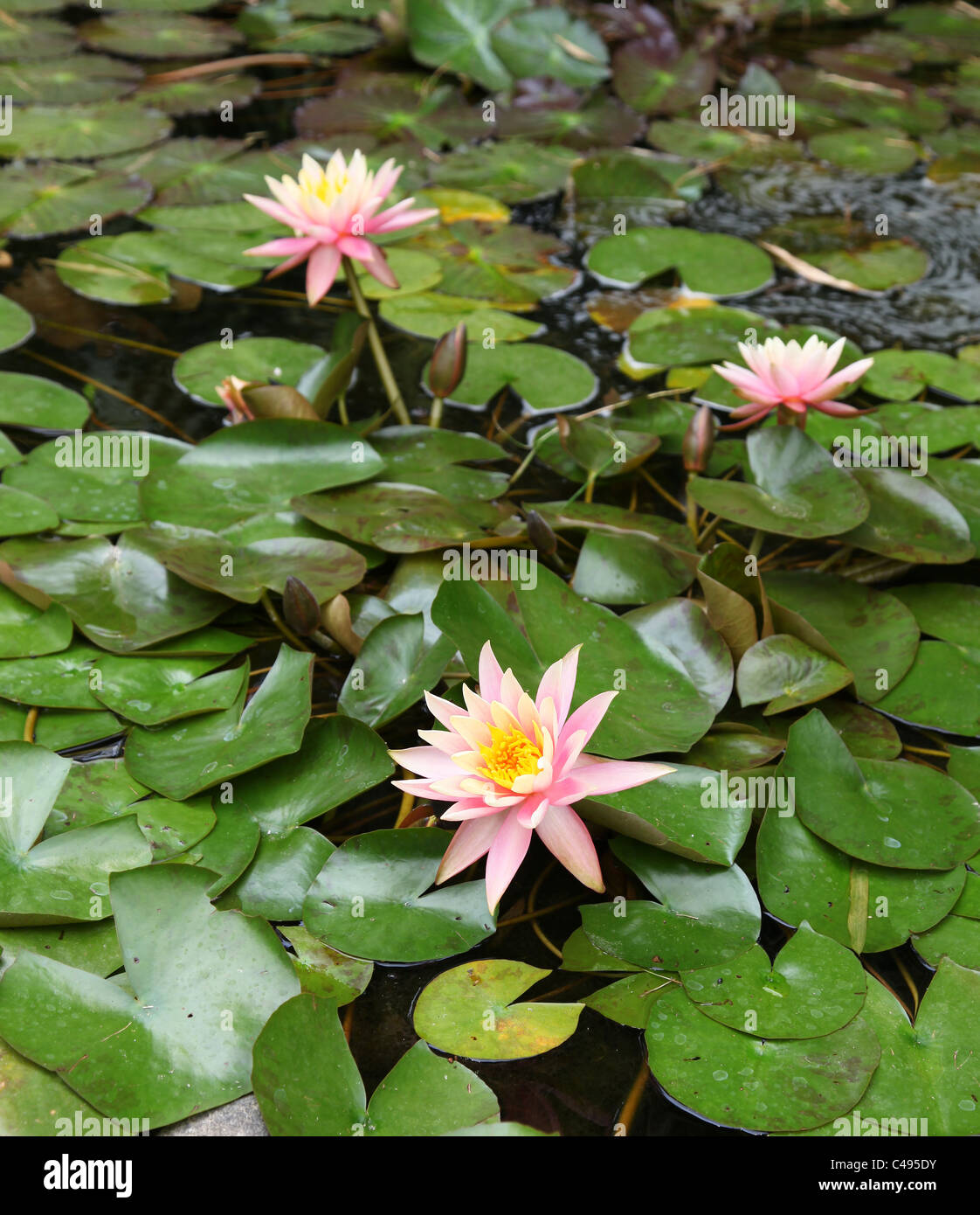 Rosa seerosen -Fotos und -Bildmaterial in hoher Auflösung – Alamy