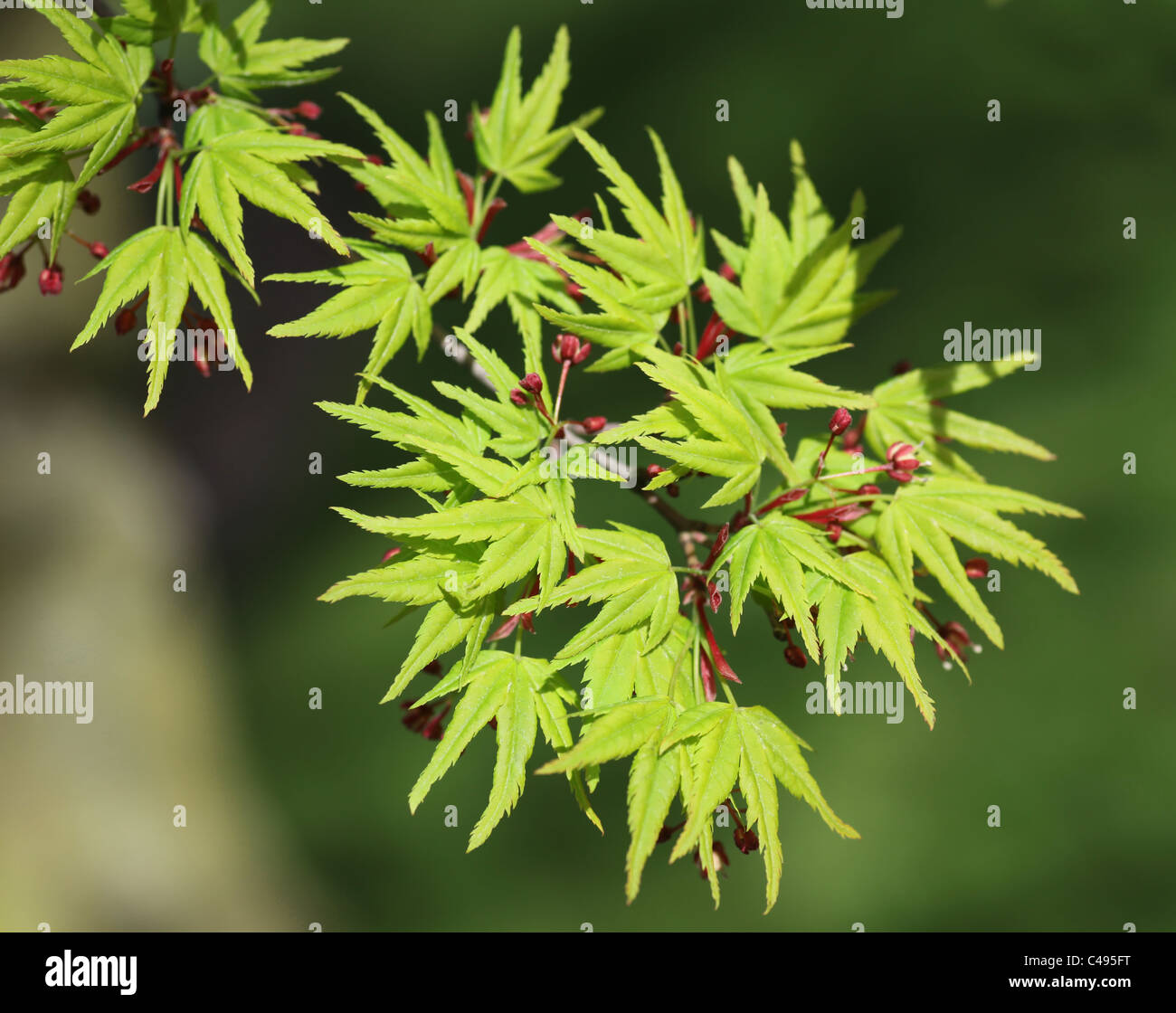 Grün-Ahorn oder Acer Blätter mit roten Blüten Stockfoto
