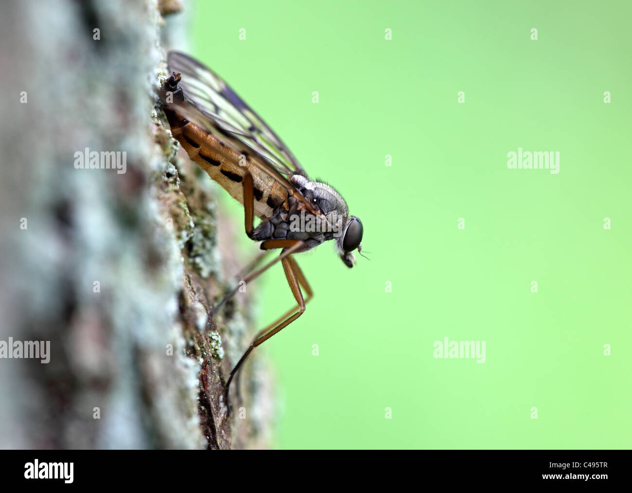 Snipe-Fly Rhagio Scolopaceus auch bekannt als ein Down-Looker fliegen UK Stockfoto