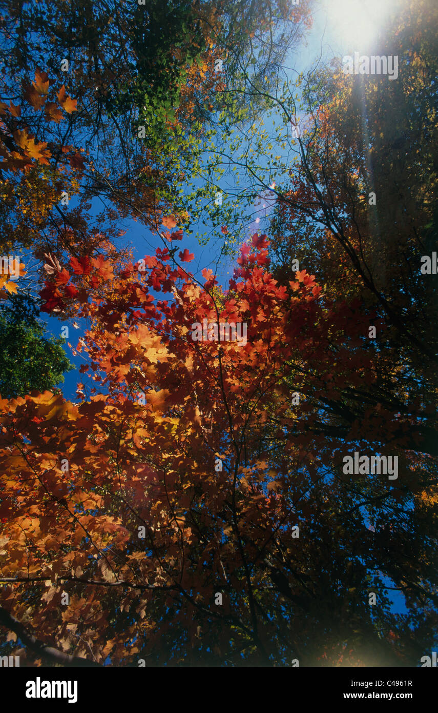 Foto eines Waldes in Pennsylvania Vereinigte Staaten von Amerika Stockfoto