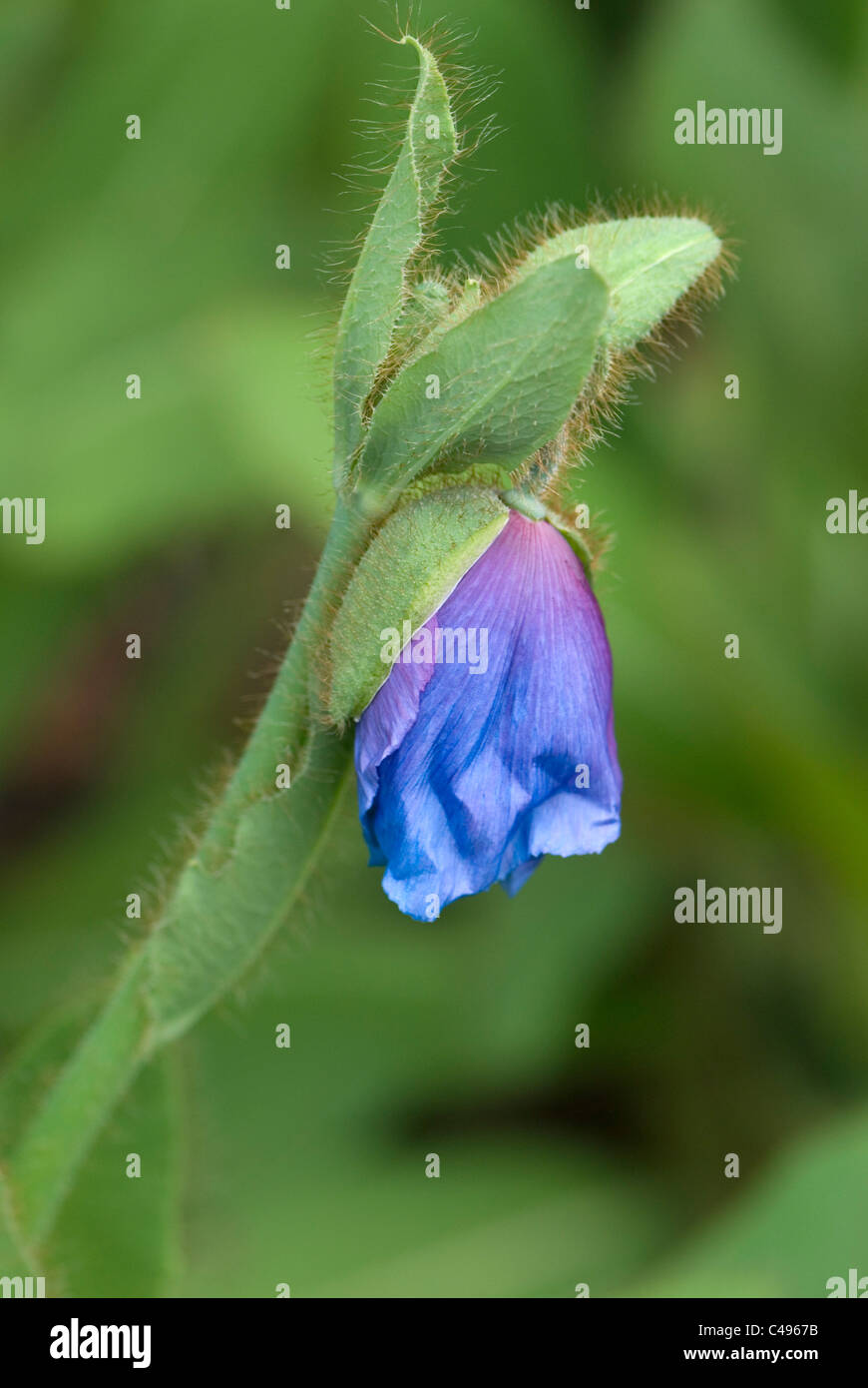 Aufstrebenden blau Mohn Stockfoto