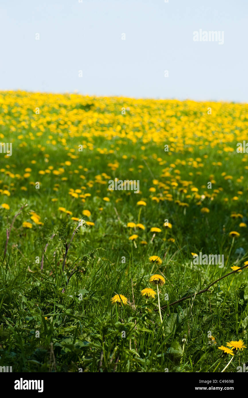 Bereich der Löwenzahn Taraxacum officinale Stockfoto