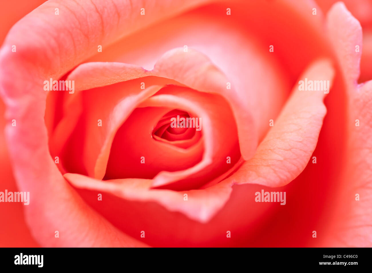 Blüte der Rose - Rosenblätter Stockfoto