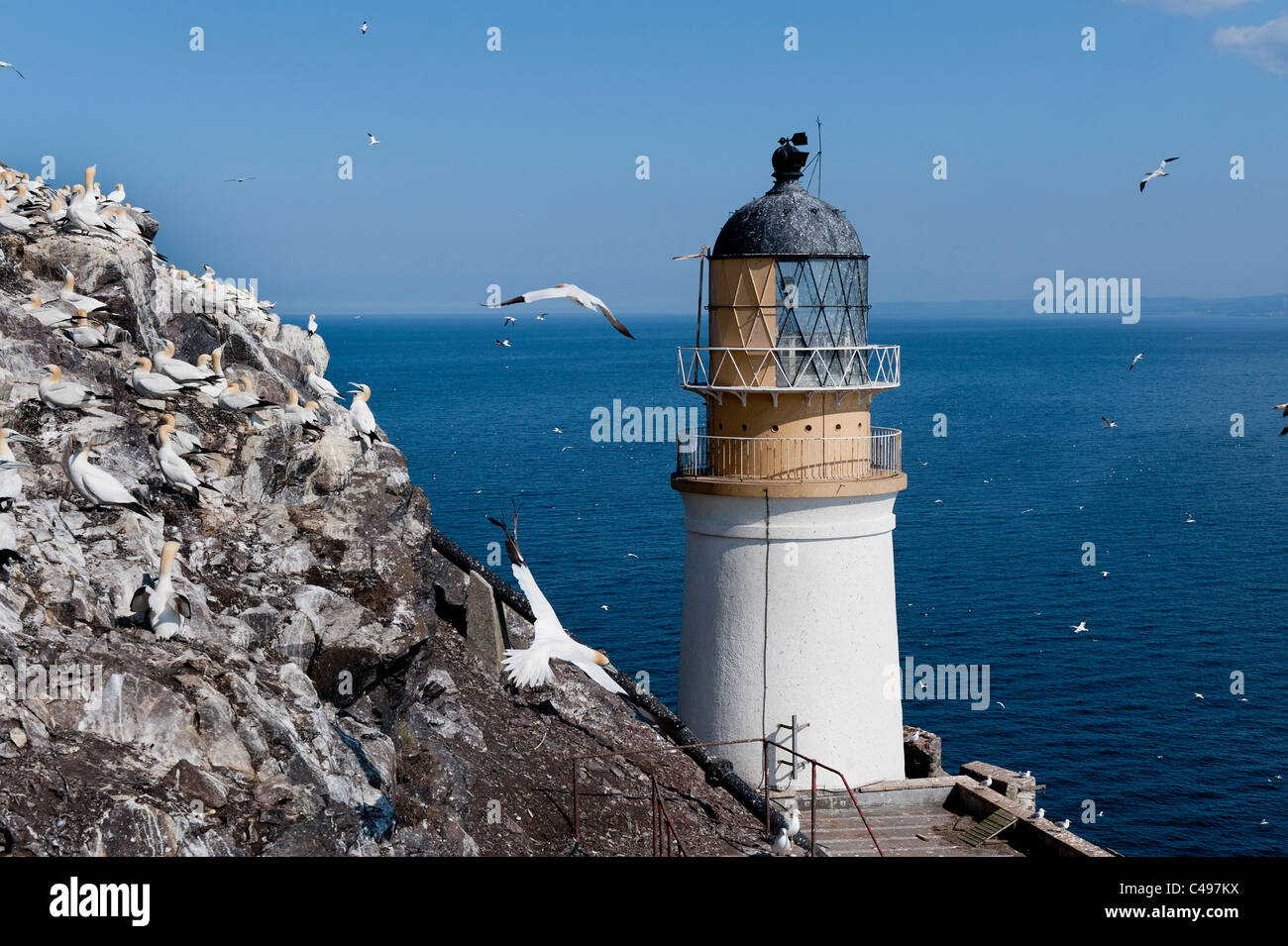 Basstölpel und der Leuchtturm am Bass Rock Stockfoto