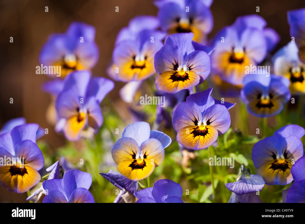 Viola Penny 'Marlies' in Blüte Stockfoto