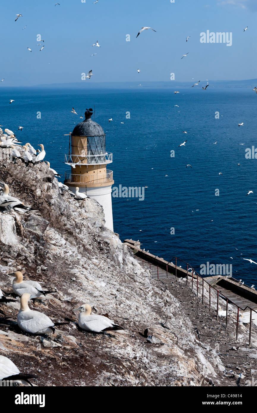 Basstölpel und der Leuchtturm am Bass Rock Stockfoto