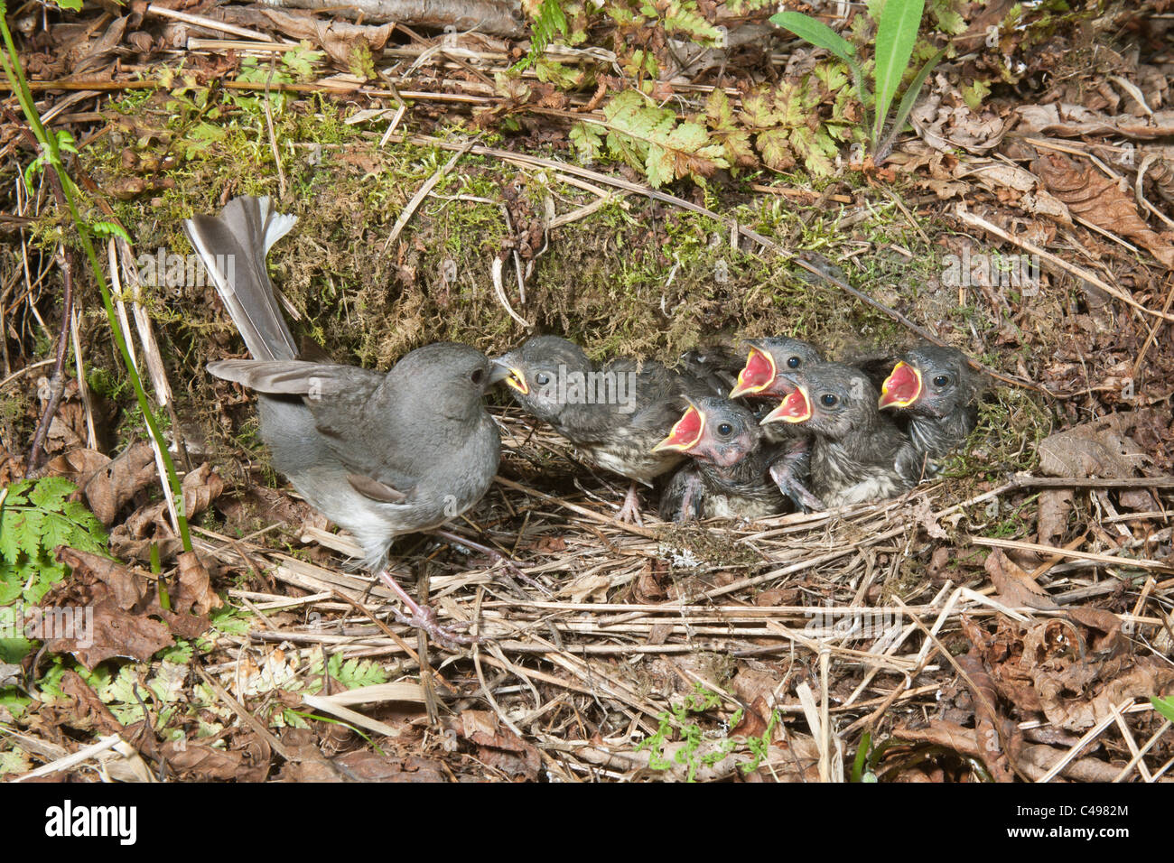 Dunkel-gemustertes Junco Fütterung fünf Jungvögel im Nest Stockfoto