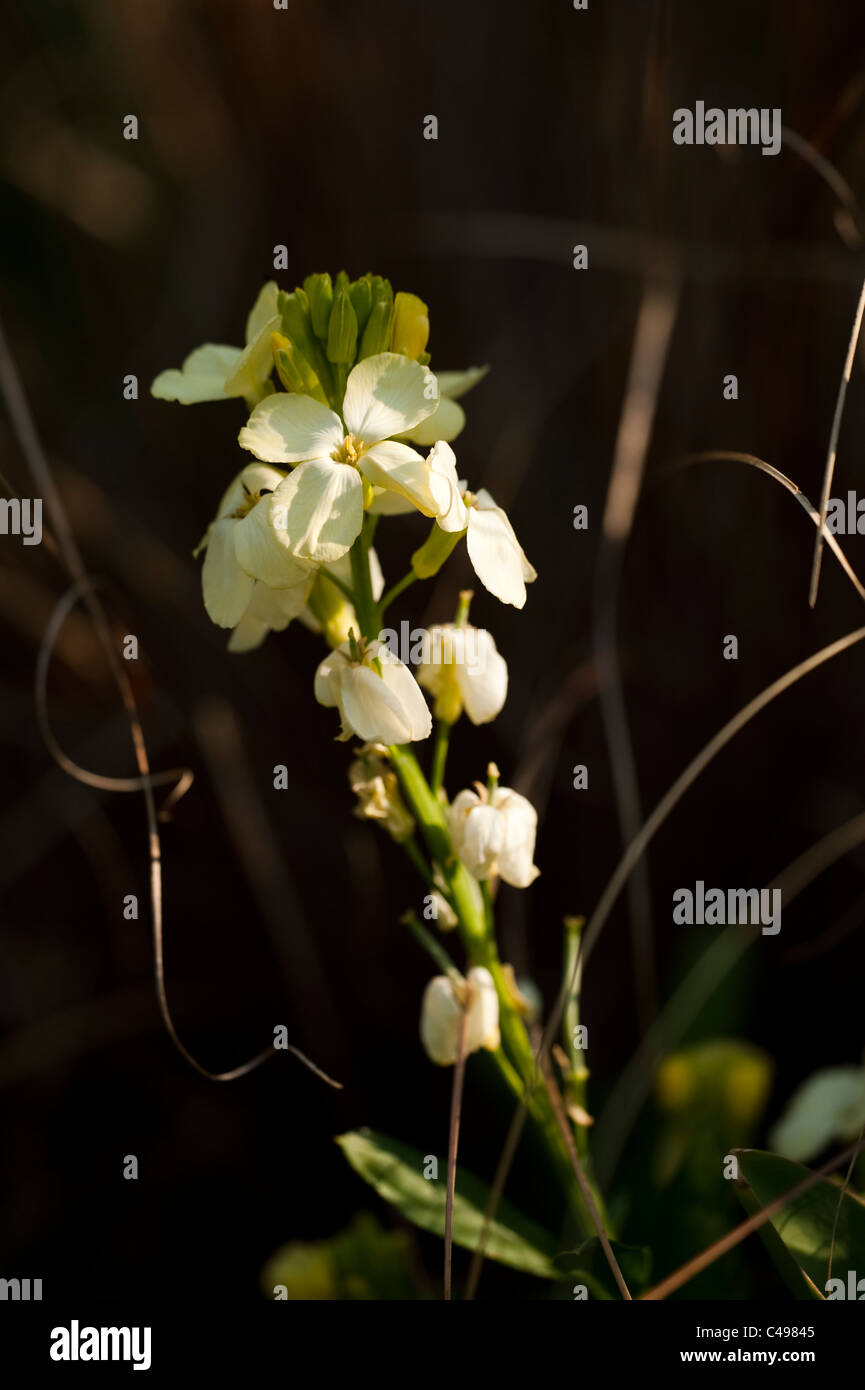 Wegrauke "Elfenbein", Mauerblümchen, in Blüte Stockfoto