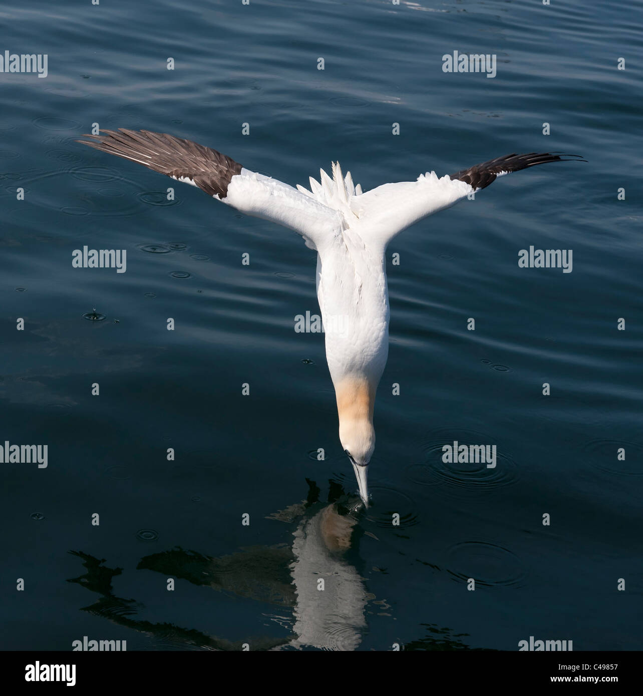Tauchen Gannet am Einstieg ins Meer. Stockfoto