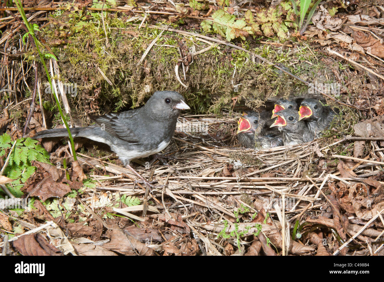 Dunkel-gemustertes Junco am Nest Stockfoto