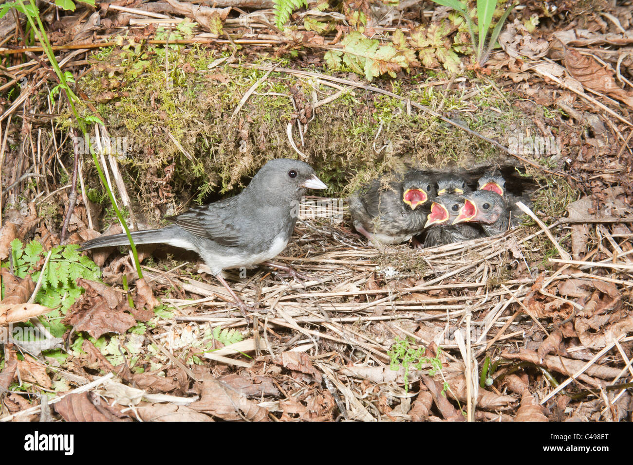 Dunkel-gemustertes Junco am Nest Stockfoto