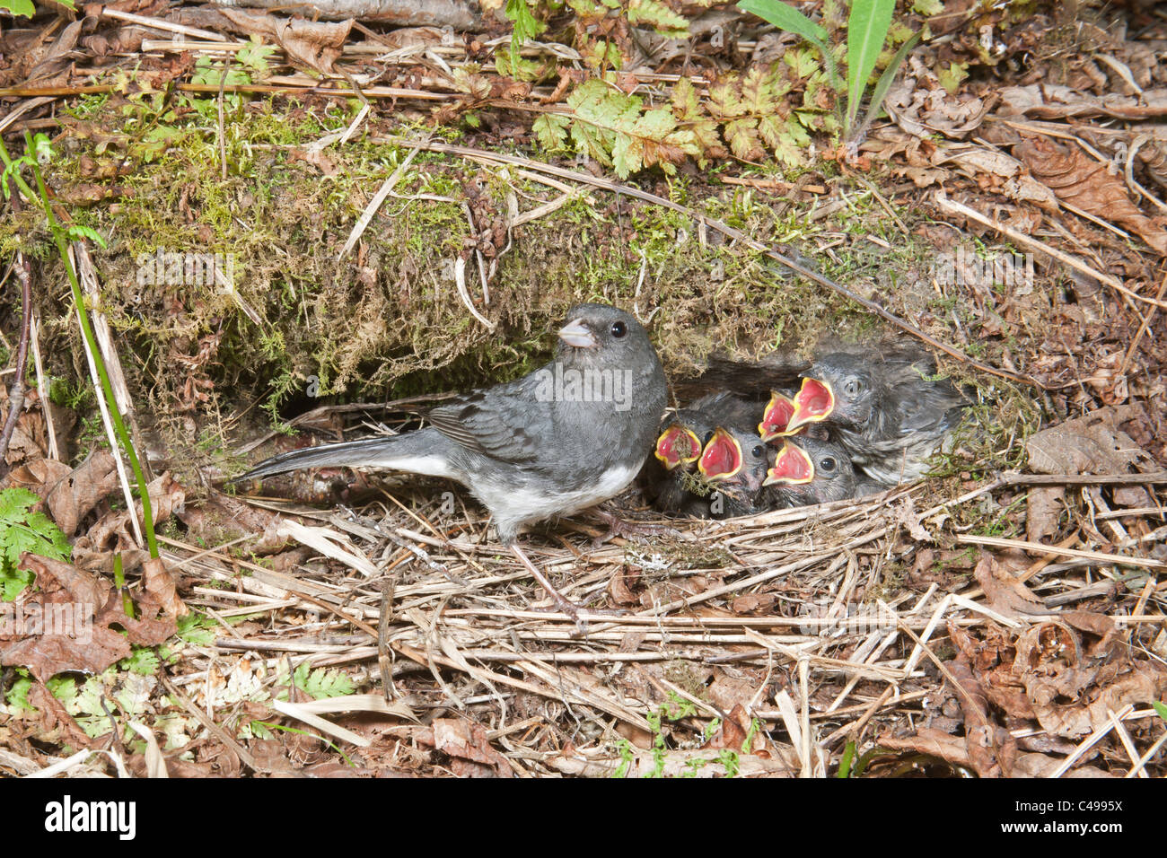 Dunkel-gemustertes Junco am Nest Stockfoto