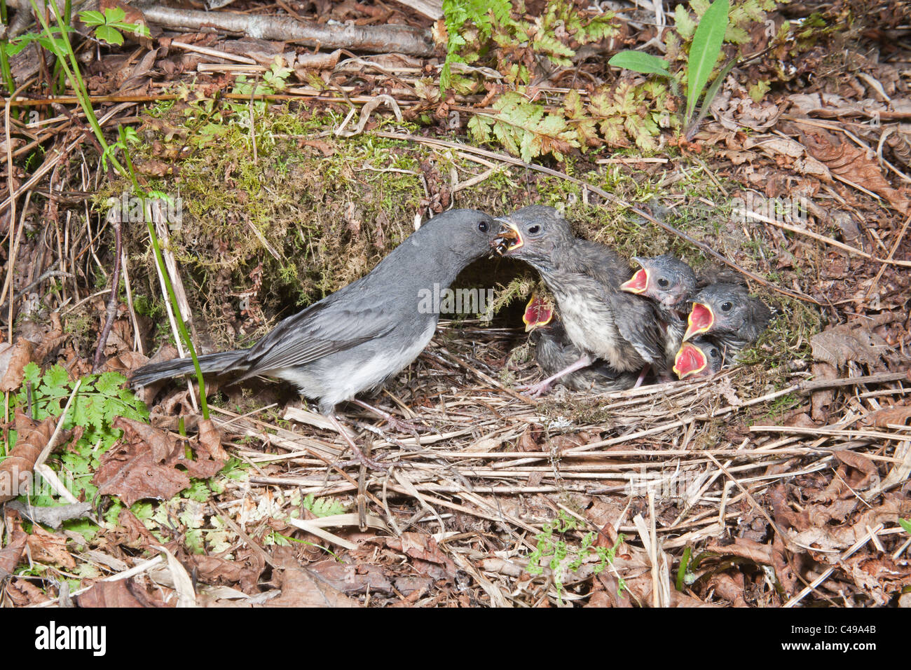 Dunkel-gemustertes Junco Fütterung fünf Jungvögel im Nest Stockfoto