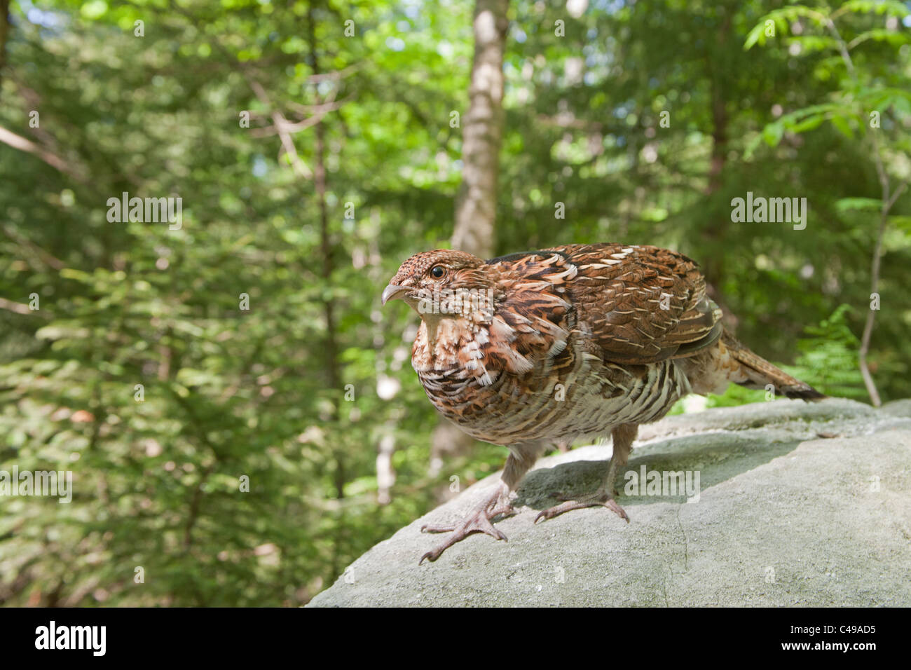 Ruffed Grouse Stockfoto