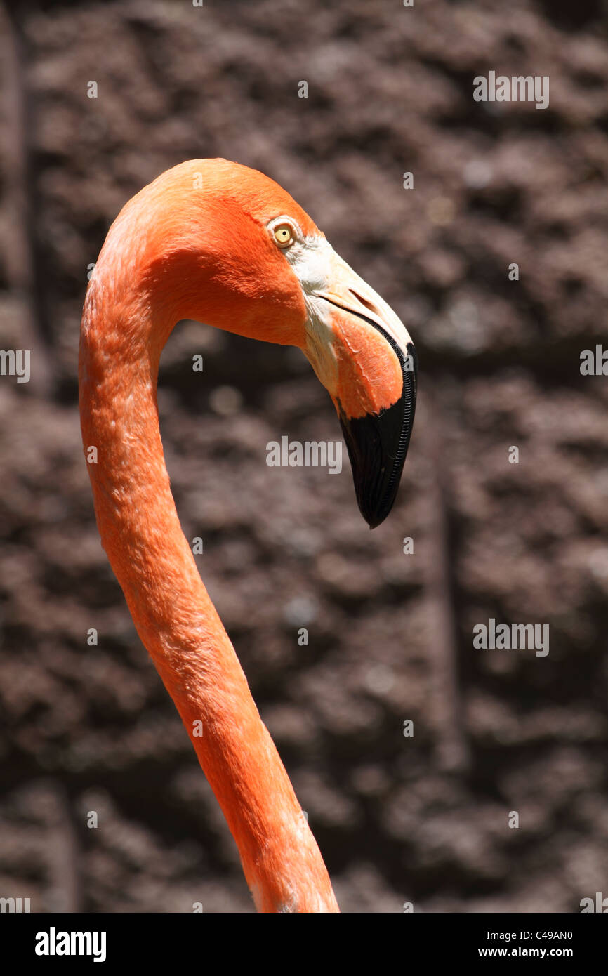 Eine Nahaufnahme von einem Flamingo, Phoenicopterus Ruber, ruht mit seinem Schnabel in seiner Federn begraben. Cape May County Zoo, NJ, USA Stockfoto