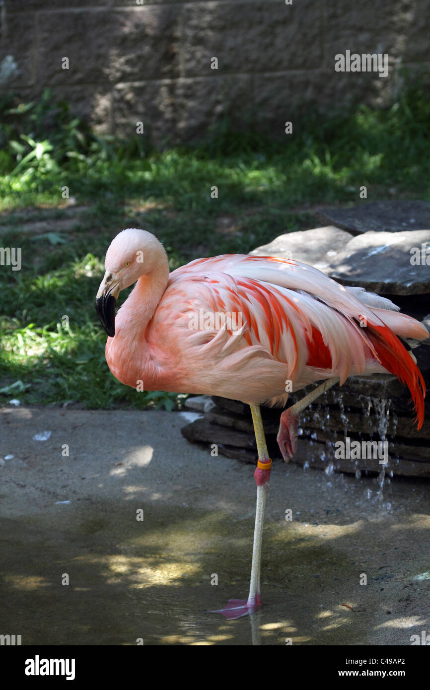 Ein Flamingo, Phoenicopteridae, stehend in einem Teich. Cape May County Zoo, Cape May Courthouse, New Jersey, USA. Stockfoto