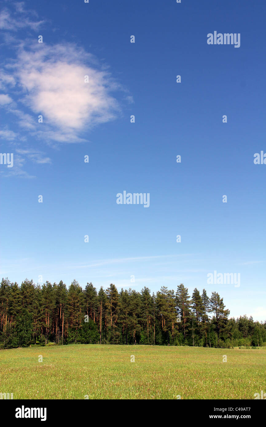 Blauer Himmel, weiße Wolke und grüne Feld im Sommer Stockfoto