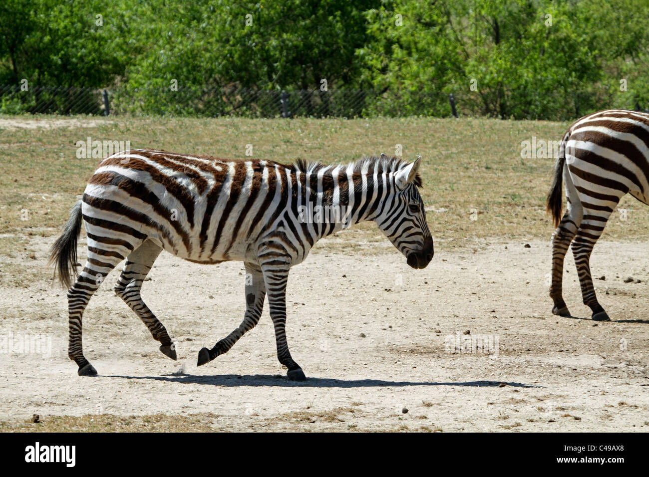 Einen Zuschuss Zebra, Equus Quagga Boehmi, zu Fuß. Cape May County Zoo, Cape May Courthouse, New Jersey, USA Stockfoto