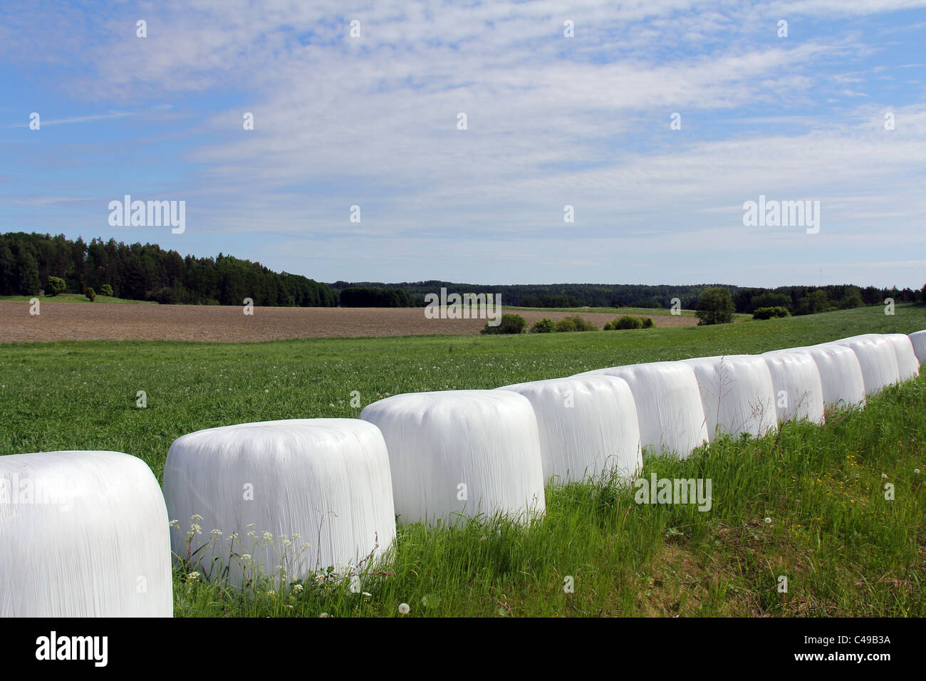 Ballen Silage auf der grünen Wiese im Sommer Stockfoto