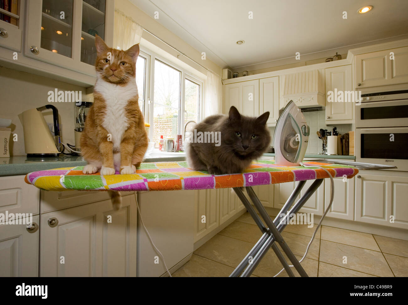Ingwer-Hauskatze zwei Erwachsene Männer sitzen auf Bügelbrett UK Stockfoto