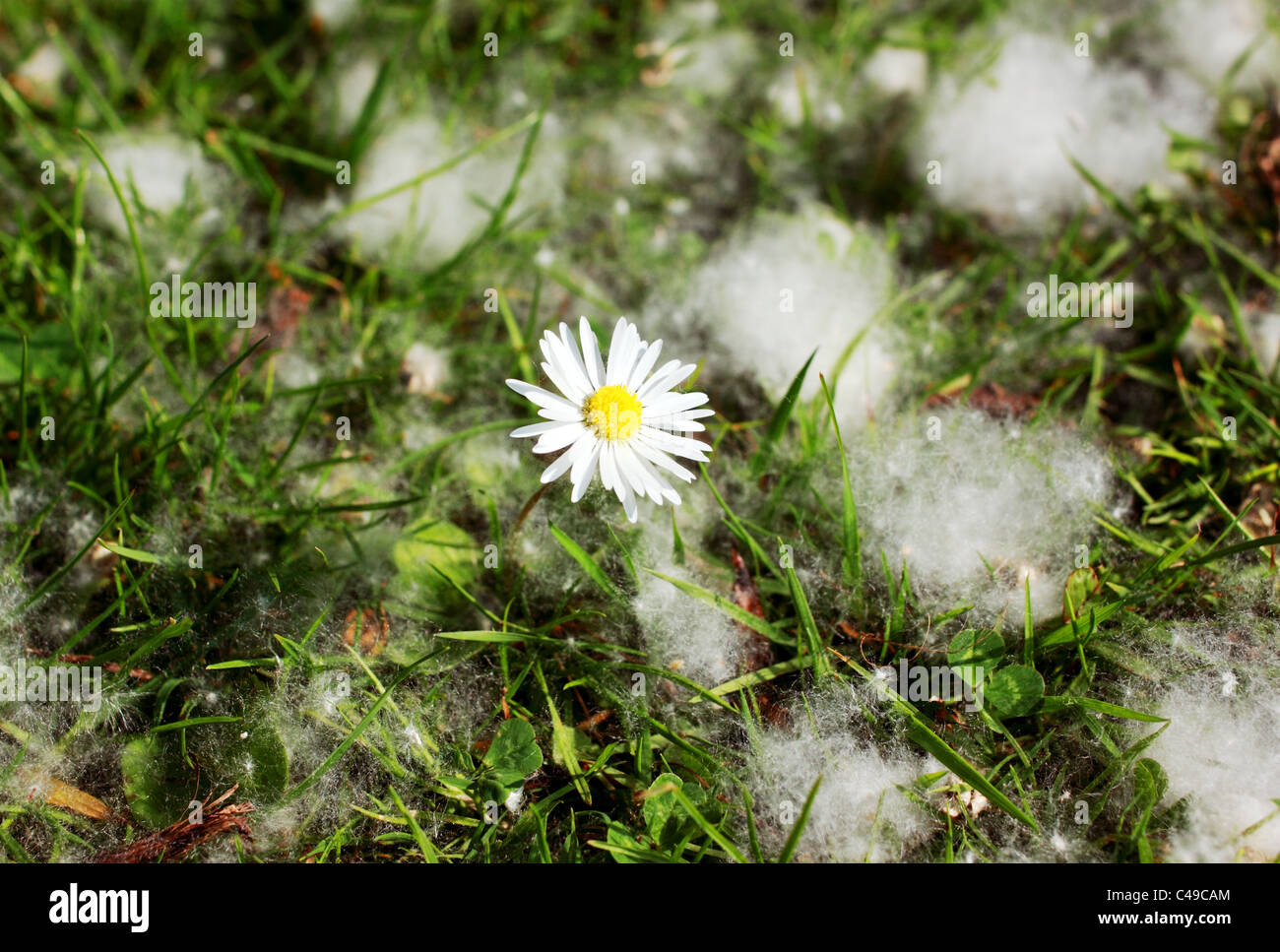 Kamille Blumen- und Pappel-Flaum auf dem Rasen Stockfoto
