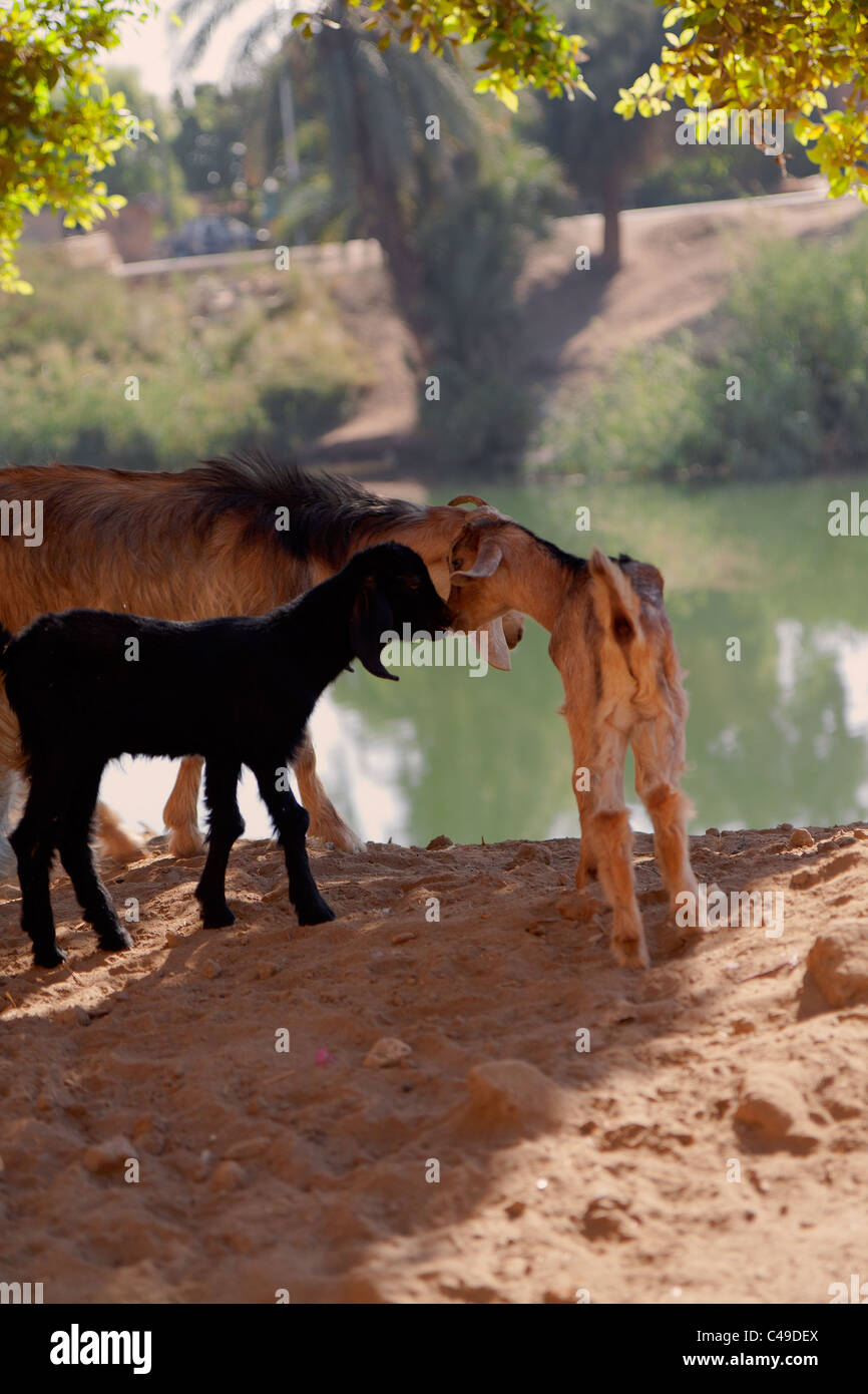 Zwei Baby Ziegen sind durch ihre Mutter auf das sandige Ufer eines Kanals getröstet. Stockfoto