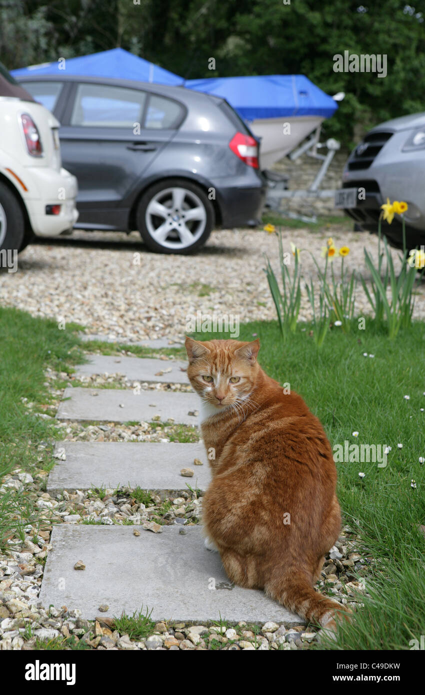 Inländische Katze alleinstehende Erwachsene sitzen in einem Garten UK Stockfoto