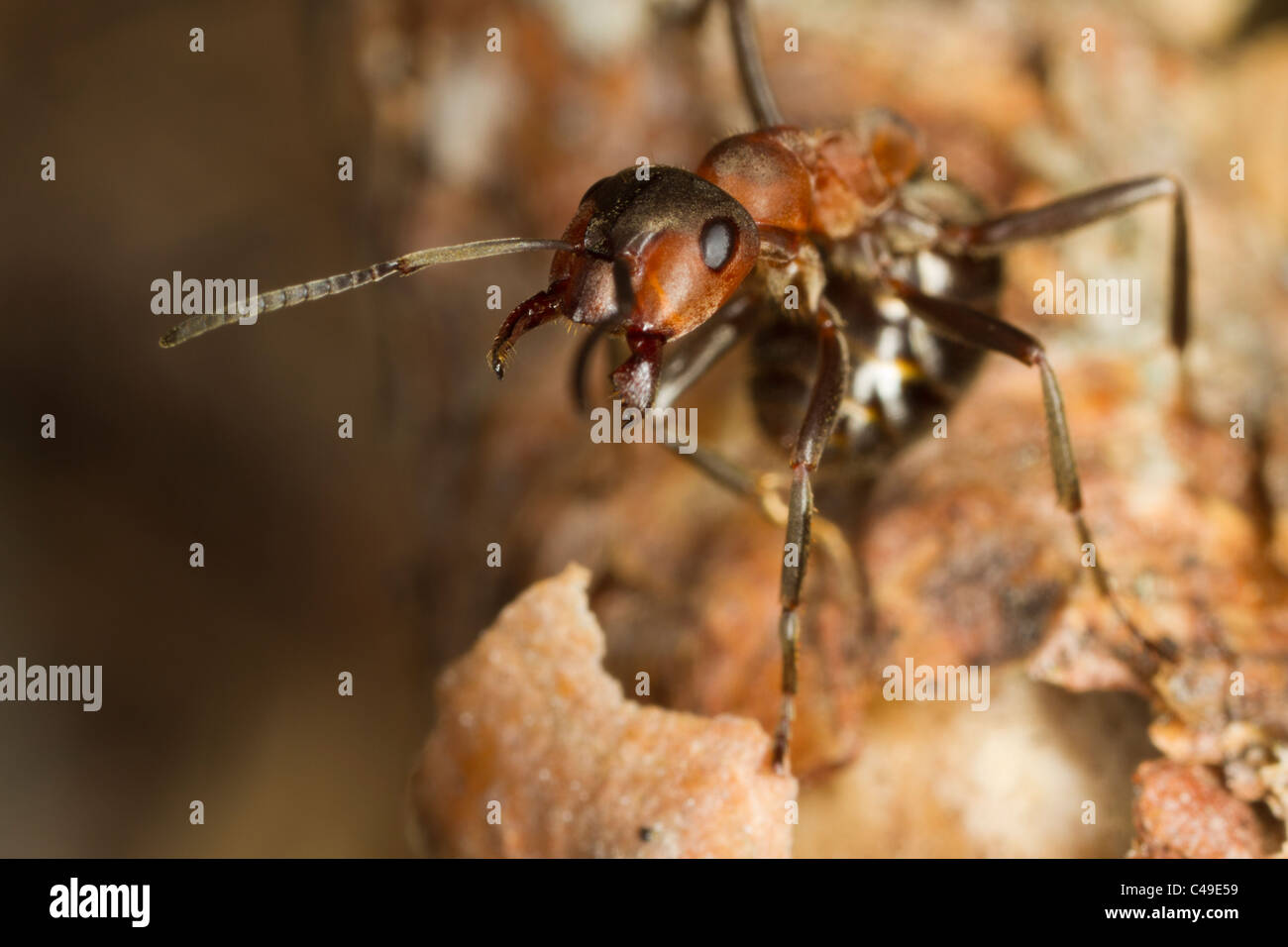 Formica Aquilonien Waldameise droht das Objektiv der Kamera Stockfoto