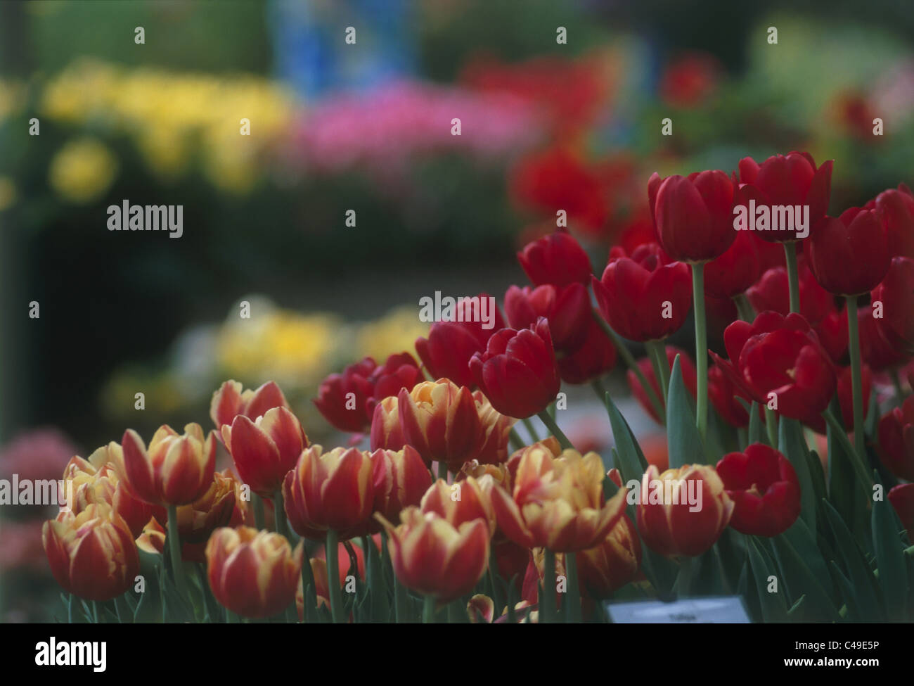 Nahaufnahme von roten und Yello Tulpen in den Niederlanden Stockfoto