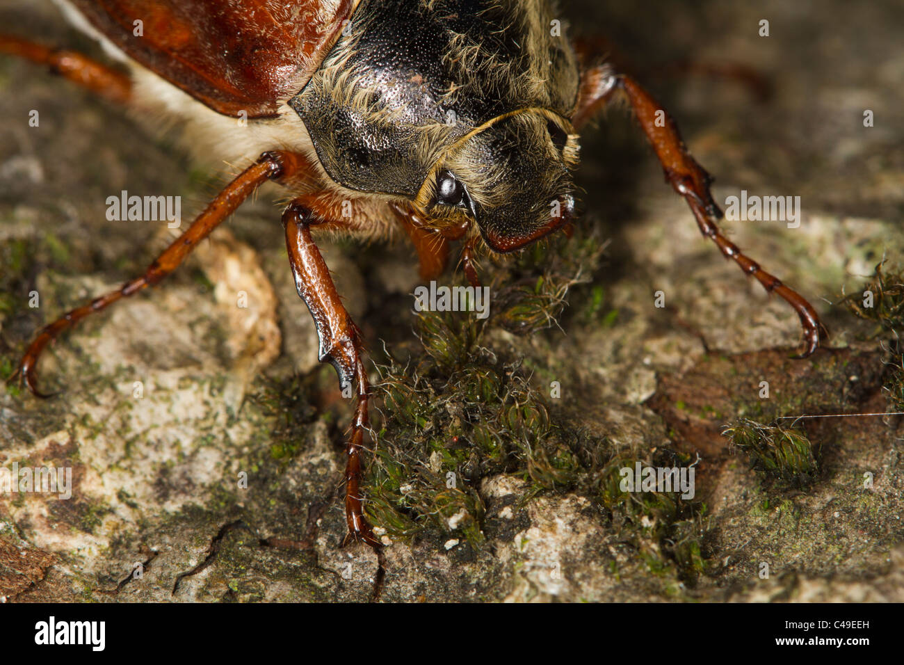 weibliche gemeinsame Maikäfer (Melolontha Melolontha) an einem Baumstamm Stockfoto