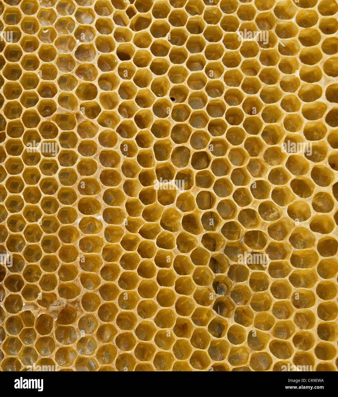 Bienenwaben sind von einen großen Plan gestrichen. Stockfoto