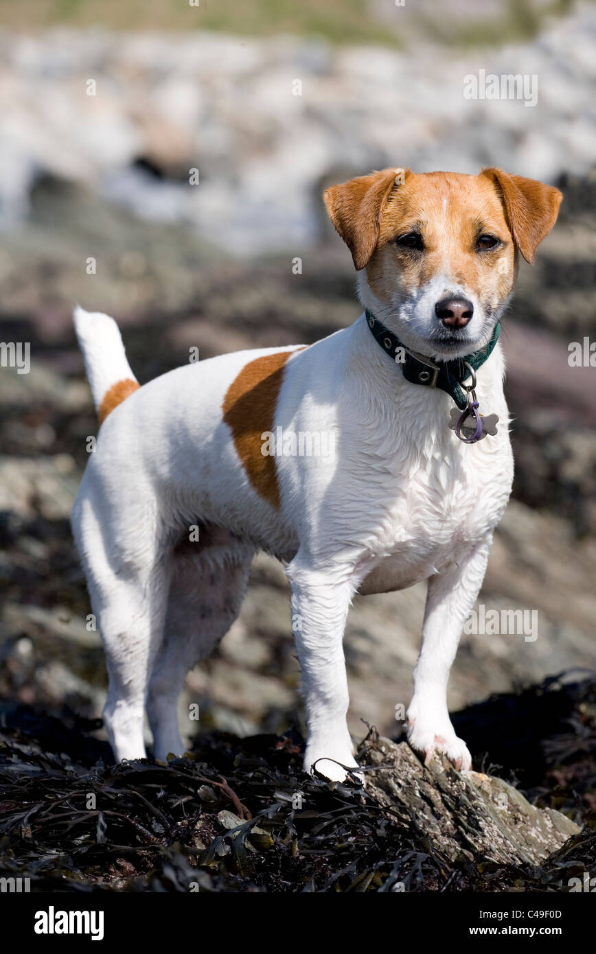 Jack Russell Terrier einziges erwachsenes Weibchen an einem Strand UK Stockfoto