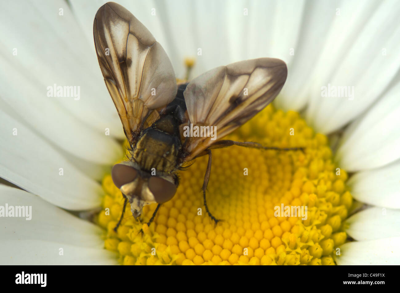 Parasitische fliegen (Tachina Fera), Frankreich Stockfoto