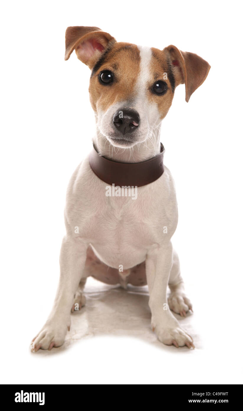 Jack Russell Terrier einzelne Welpen sitzen im Studio UK Stockfoto