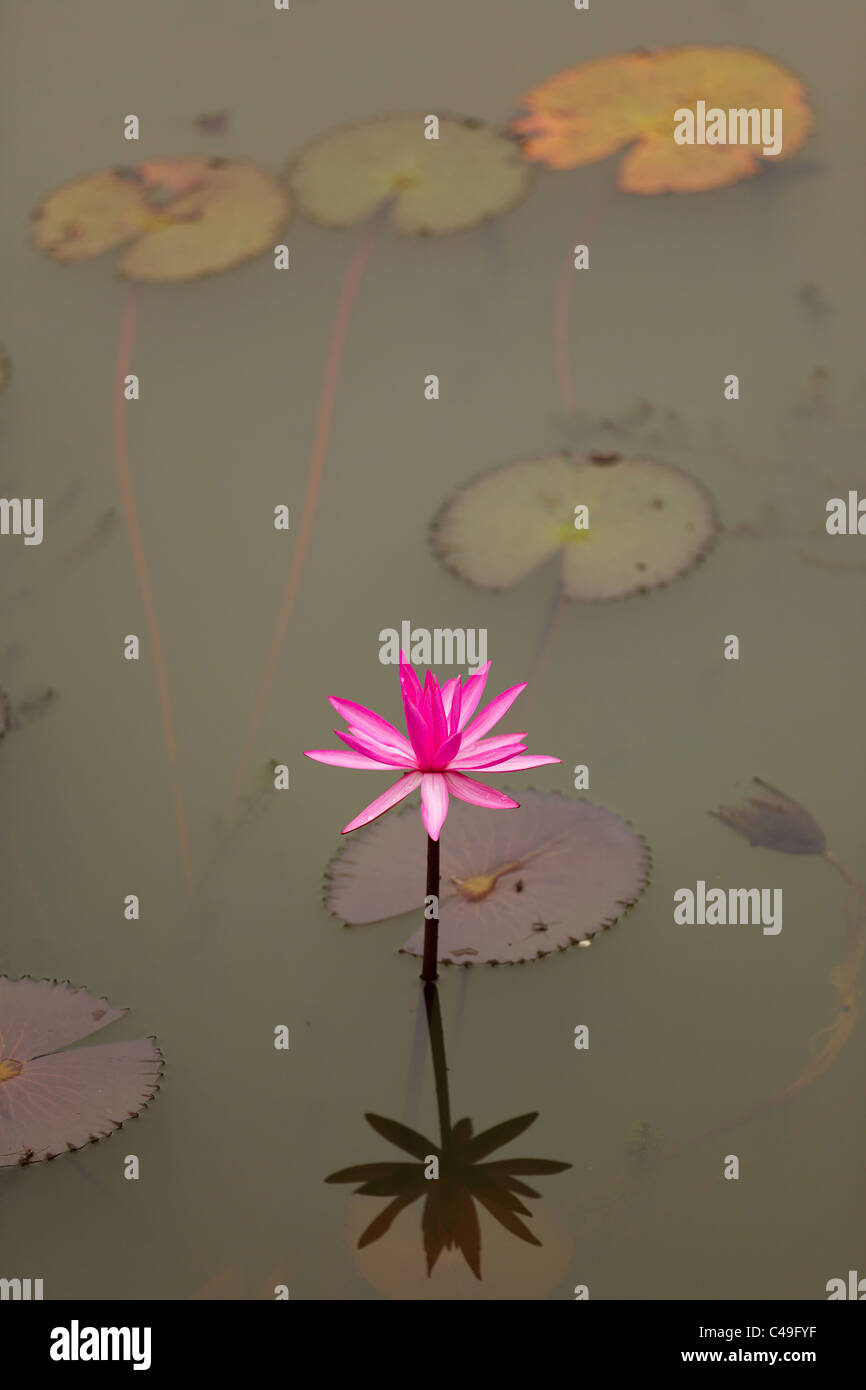 Rosa Seerose Blume mit Schatten Reflexion über Wasser Stockfoto