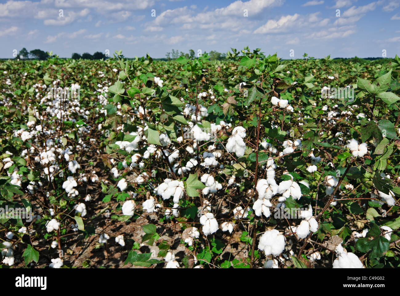 Baumwollfelder in der Nähe von Moultrie, Georgia, USA Stockfoto