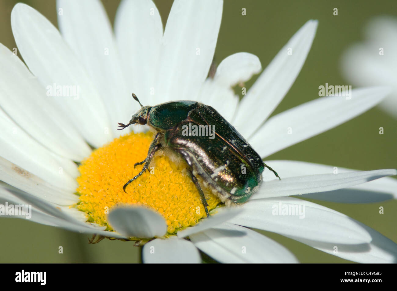 Sommer-Chafer (Amphimallon Solstitialis), Frankreich Stockfoto