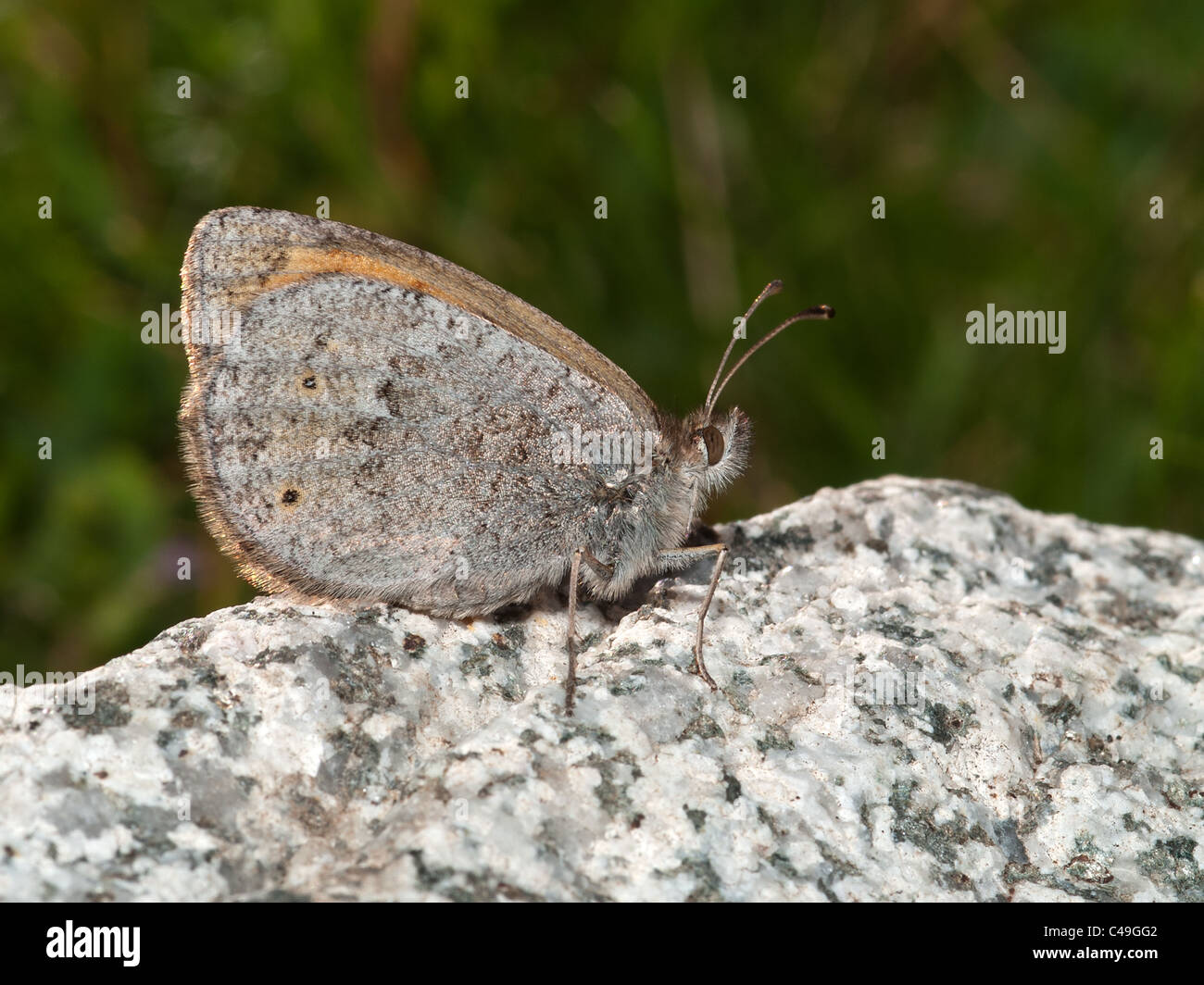 Gemeinsamen Brassy Ringel, Erebia Cassioides, Schmetterling getarnt auf einem Felsen. Stockfoto