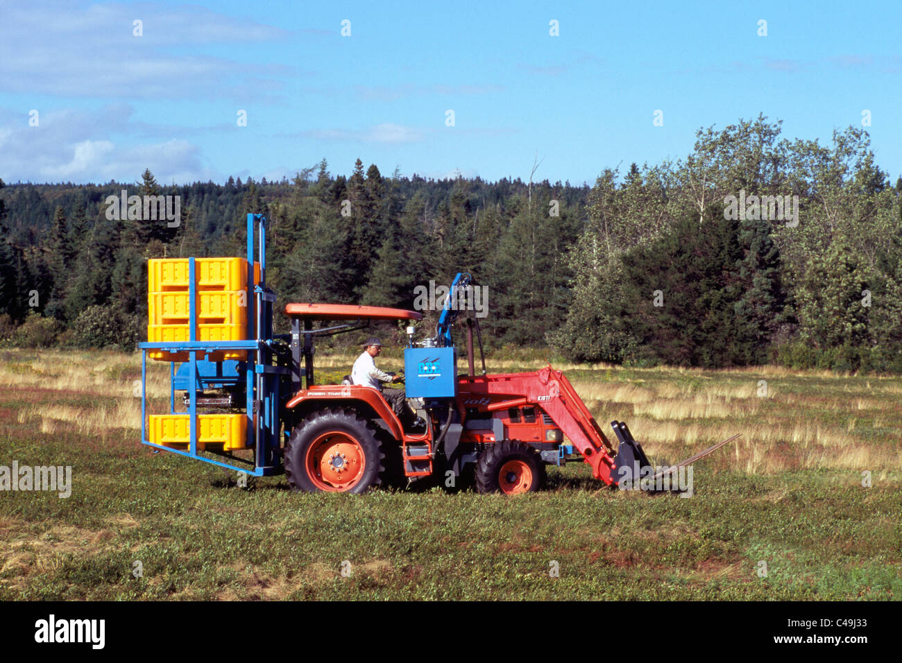 Heidelbeere Landwirt Traktor Ernte wilde Blaubeeren aus kleine Büsche, auf einem Bauernhof in der Nähe von Diligent River, Nova Scotia, Kanada Stockfoto