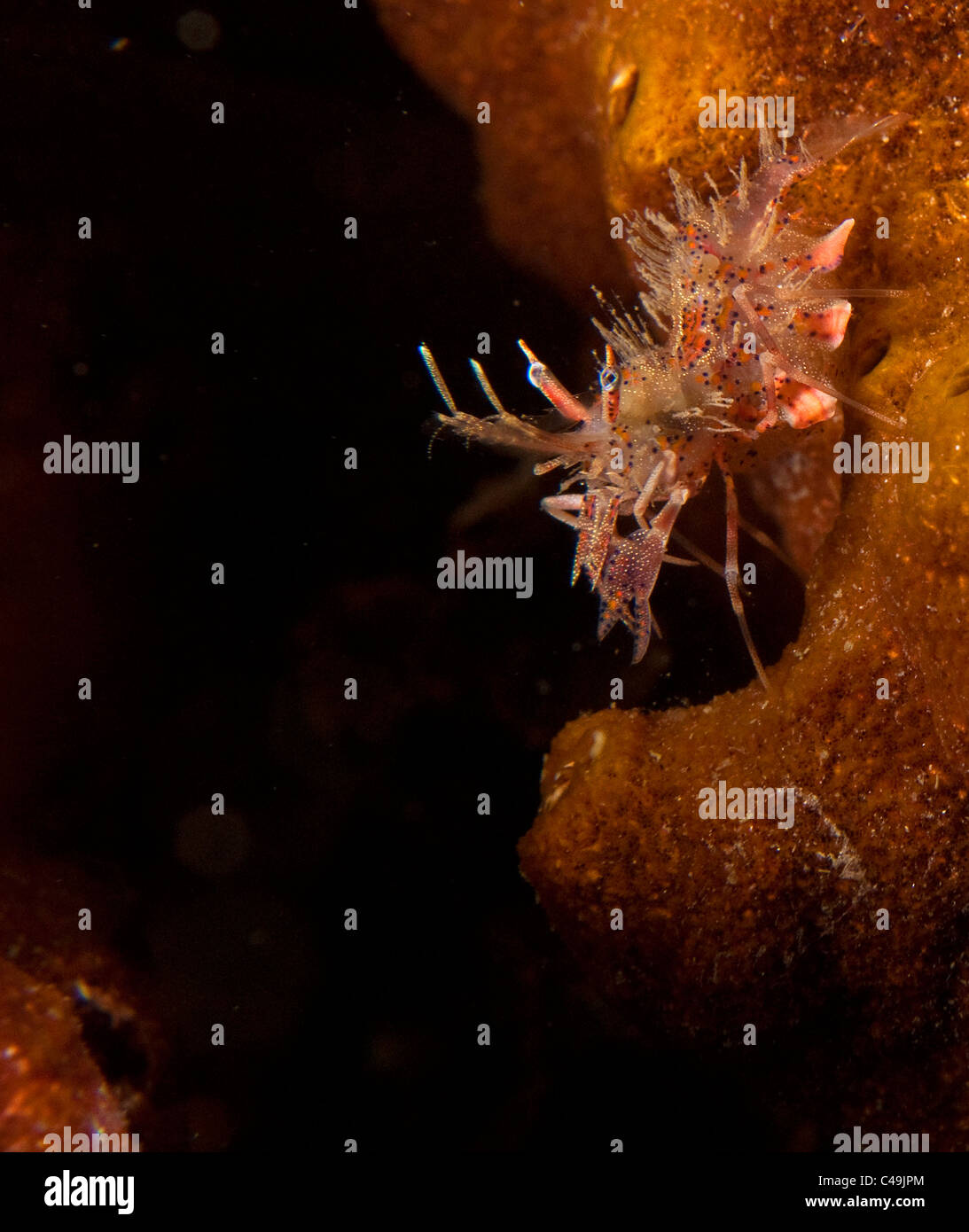 Tiger Garnelen auf der Straße von Lembeh, Indonesien Stockfoto