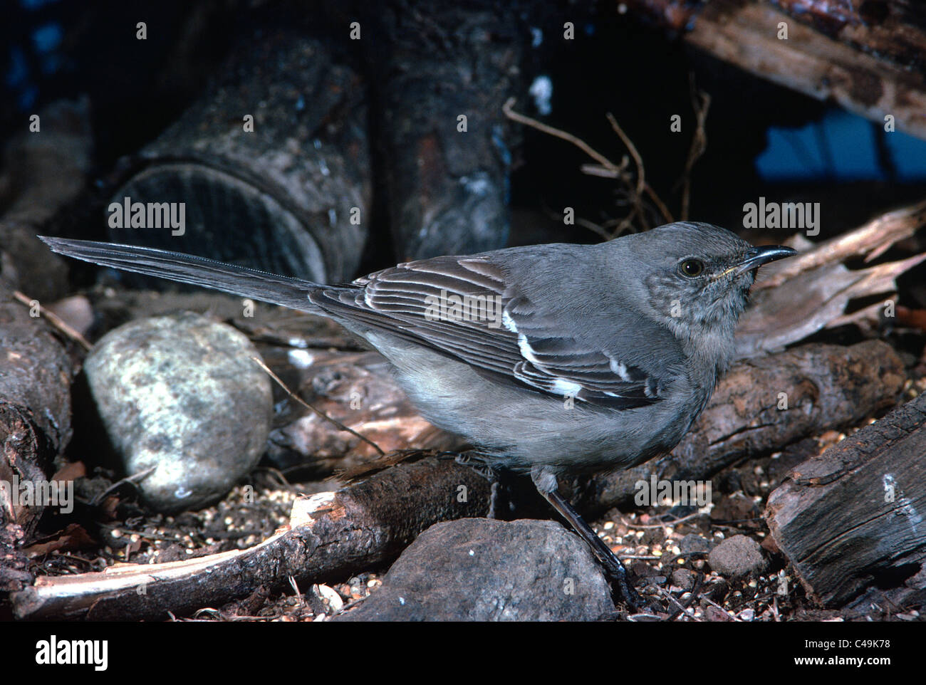 Mocking Bird Stockfoto