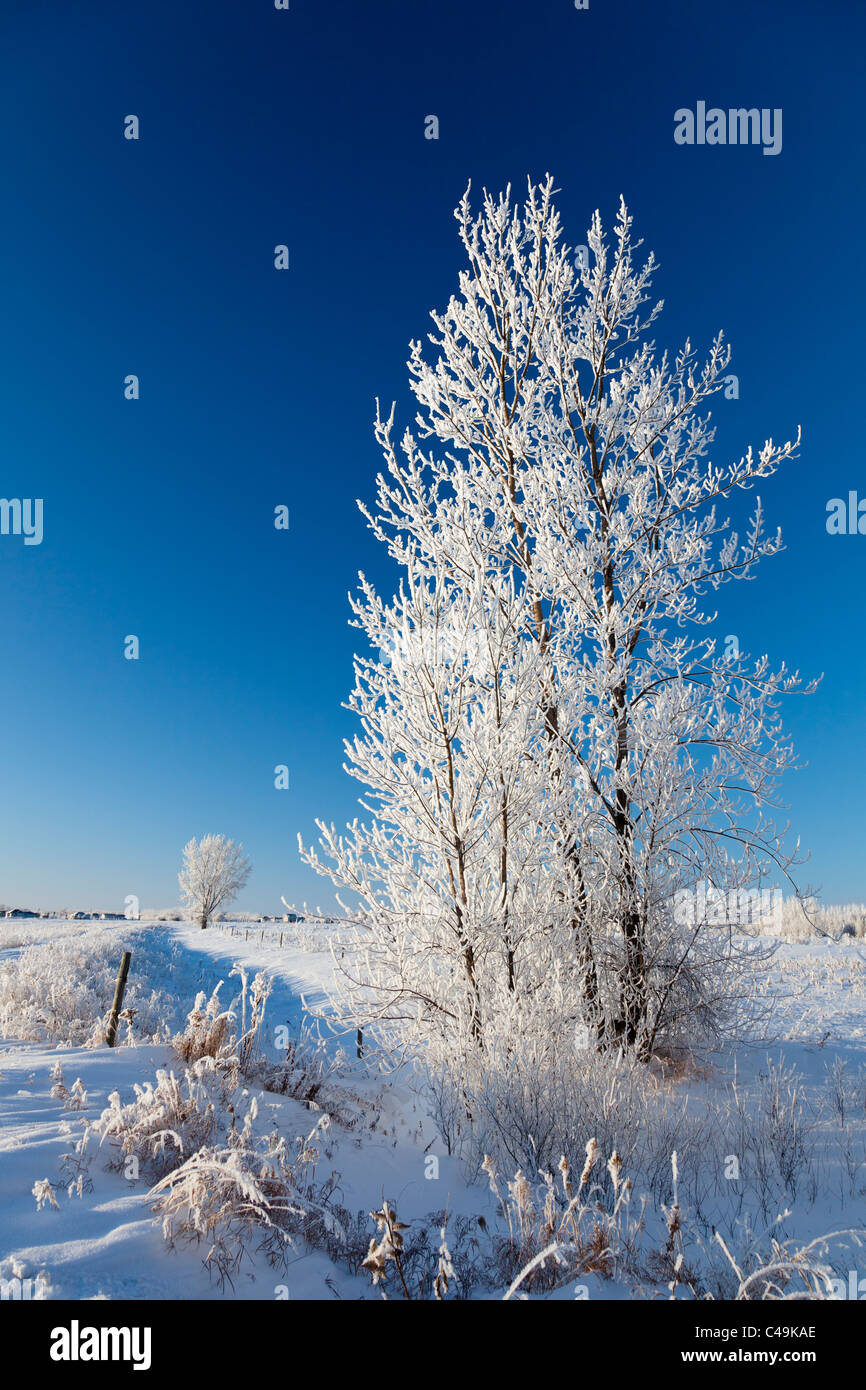 Ein Raureif bedeckt Baum im Winter in der Nähe von Winkler, Manitoba, Kanada. Stockfoto