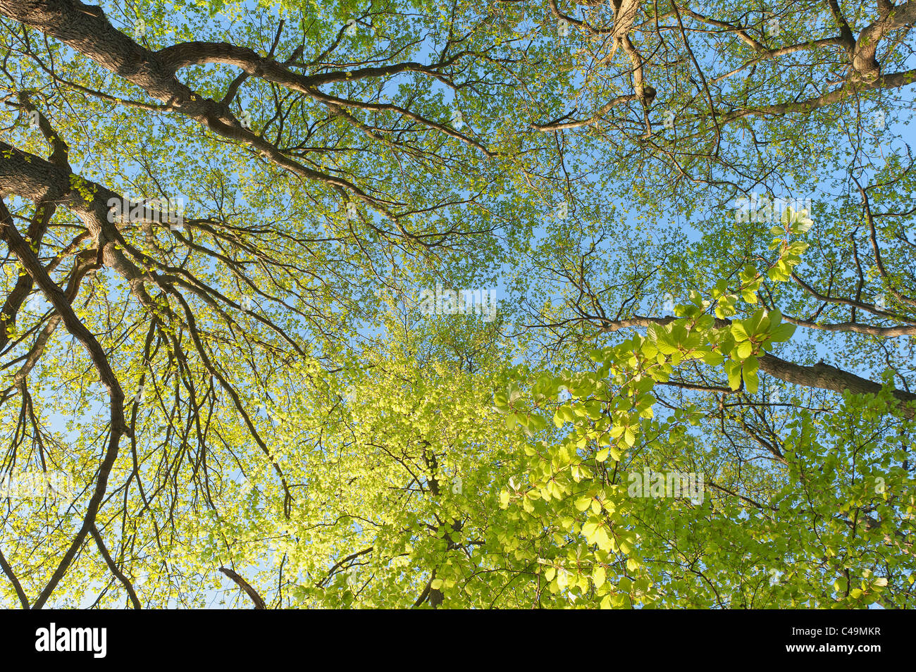 zum Himmel auf der Suche in einem dichten buchen-Wald, Holz im zeitigen Frühjahr bei Sonnenaufgang. Frühlingszeit Stockfoto