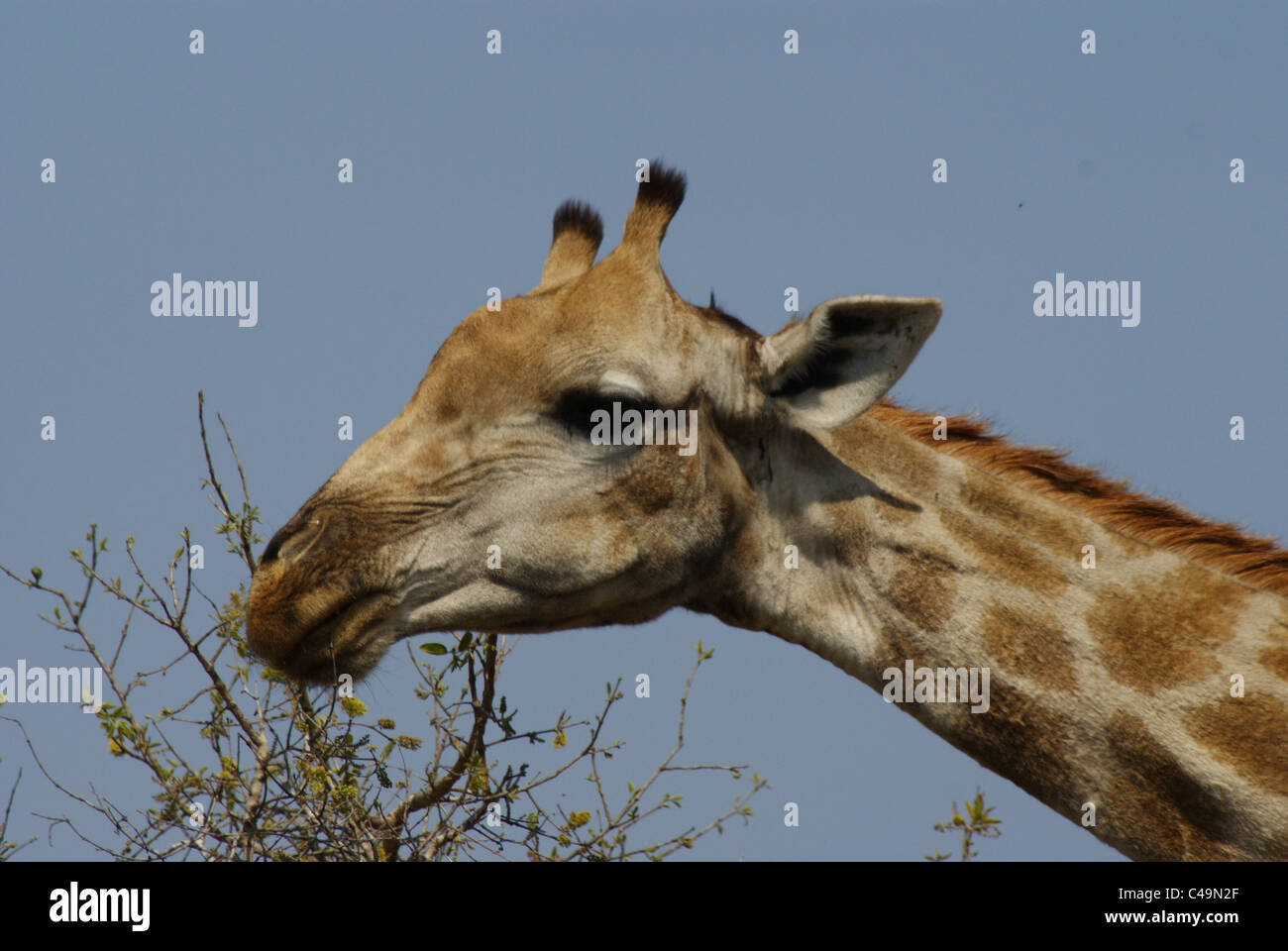 Giraffe im Krüger Nationalpark, Südafrika Stockfoto