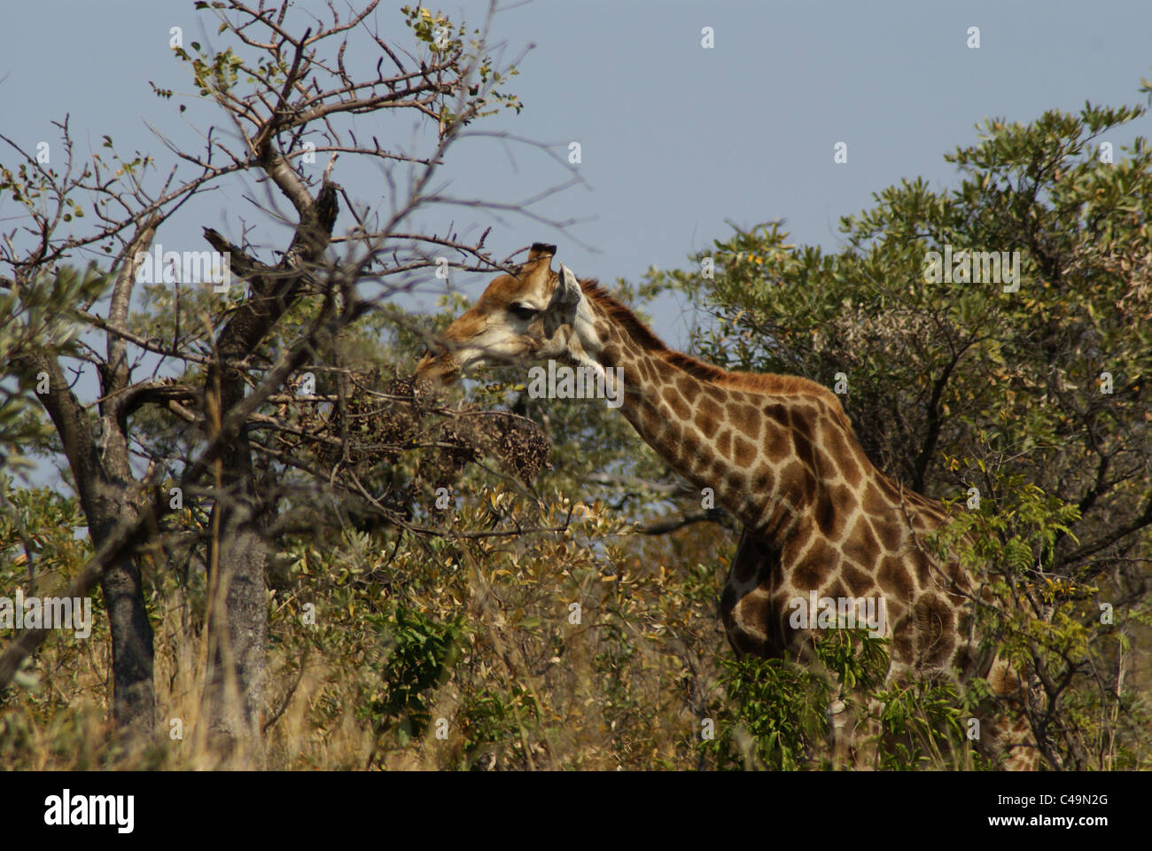 Giraffe im Krüger Nationalpark, Südafrika Stockfoto
