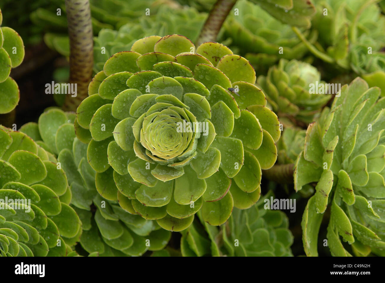 Kaktus, Blumen, Garten, Gärten von Indien, grüner Kaktus, Zierpflanze, dekorative Blume Stockfoto