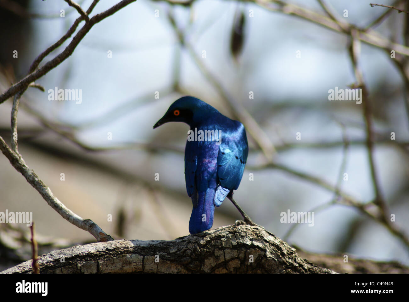 Mehr blau-eared glattes-starling Stockfoto