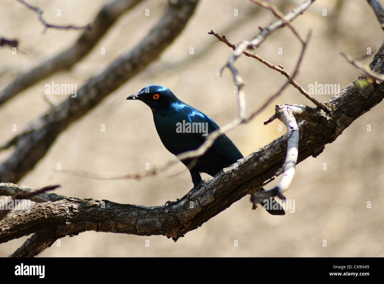 Mehr blau-eared glattes-starling Stockfoto