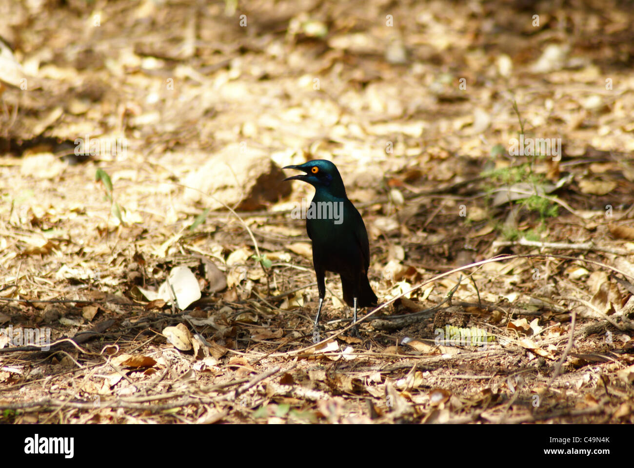 Mehr blau-eared glattes-starling Stockfoto