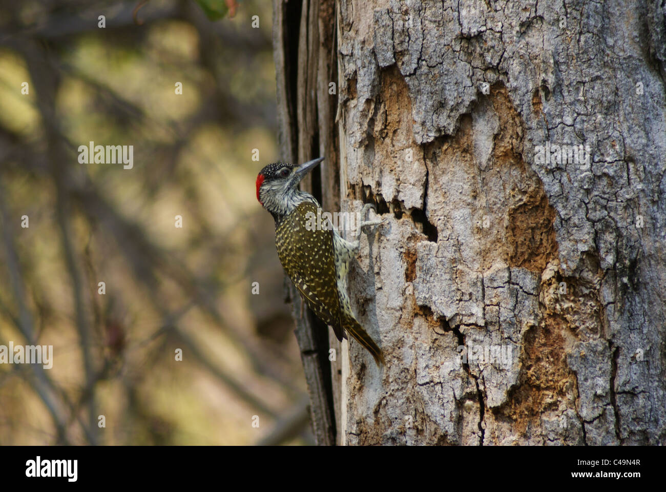 Specht im Krüger Nationalpark Stockfoto